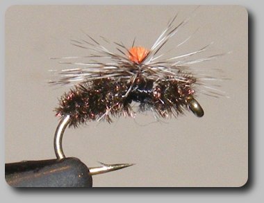 Parachute Peacock Spider image